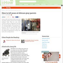How to tell sexes of African gray parrots