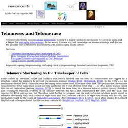 Telomeres and Telomerase: The Cellular Timekeepers and Human Aging