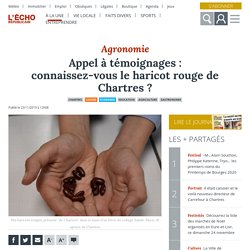 Appel à témoignages : connaissez-vous le haricot rouge de Chartres ? - Chartres (28000)