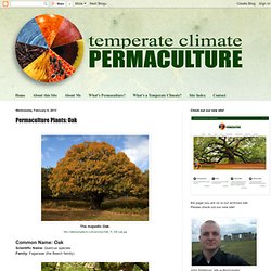 Permaculture Plants: Oak