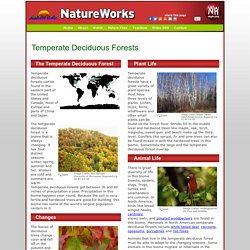Temperate Deciduous Forest | Pearltrees