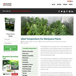 The Best Temperature For Marijuana Plants