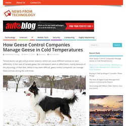 How Geese Control Companies Manage Geese in Cold Temperatures - News From Technology