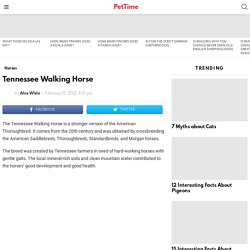 Tennessee Walking Horse - PetTime