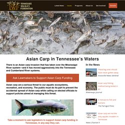 Asian carp Tennessee - Tennessee Wildlife Federation (tnwf.org)