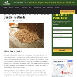 Termite (Anay) Control Philippines