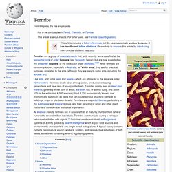 Termite