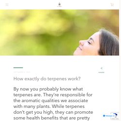 How Much Terpenes To Use? How Tarpenes Works? Find Terpenes Benefits – Nutura Wellness