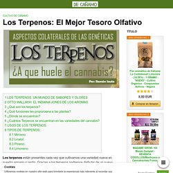 Los Terpenos: El Mejor Tesoro Olfativo