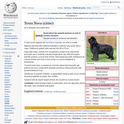 Terra Nova (câine)