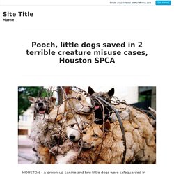 Pooch, little dogs saved in 2 terrible creature misuse cases, Houston SPCA – Site Title