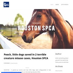 Pooch, little dogs saved in 2 terrible creature misuse cases, Houston SPCA
