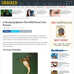 6 Terrifying Spiders That Will Haunt Your Dreams