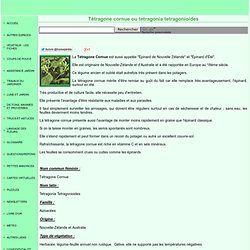 Tétragone cornue ou tetragonia tetragonioides, fiche technique complète
