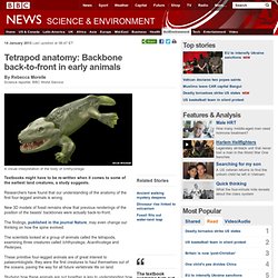 Tetrapod anatomy: Backbone back-to-front in early animals