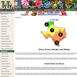 Shade Tree, Shade Trees, Shade Tree Nursery Free Shipping Sale: Buy Texas Trees & Plants, Best TX Trees