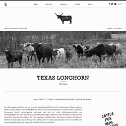 texaslonghorn