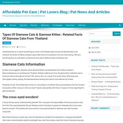 Types of Siamese Cats & Siamese Kitten : Related Facts of Siamese Cats from Thailand - Affordable Pet Care
