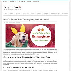 How To Enjoy A Safe Thanksgiving With Your Pets? : BudgetPetCare.com