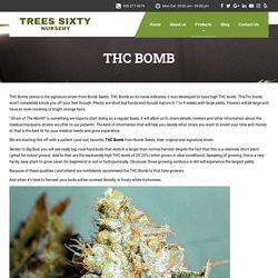 THC BOMB - Trees Sixty Nursery