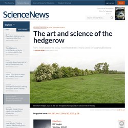 The art and science of the hedgerow