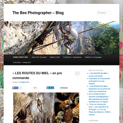 The bee photographer – blog