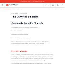 The Camellia Sinensis – Cup of Japan