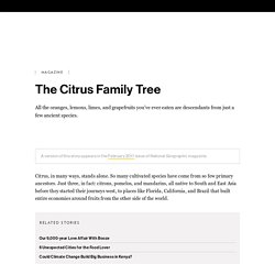 The Citrus Family Tree