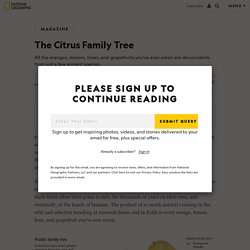 The Citrus Family Tree