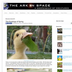 The Ark In Space: The Ducklings of Spring