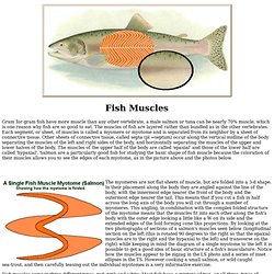 The Earth Life Web, Fish Muscles