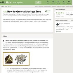 How to Grow a Moringa Tree (with pictures)