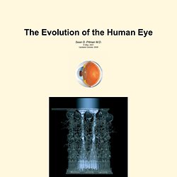 The Evolution of the Human Eye