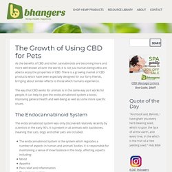 The Growth of Using CBD for Pets