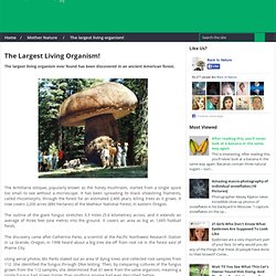 The largest living organism!