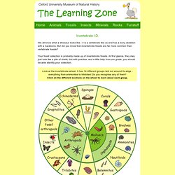 The Learning Zone: Invertebrate I.D.