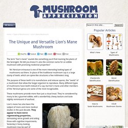The Lion's Mane Mushroom
