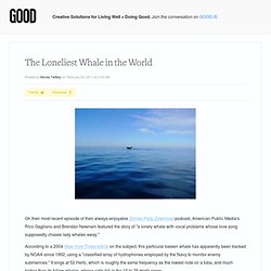 The Loneliest Whale in the World