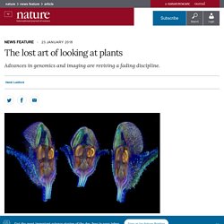 The lost art of looking at plants