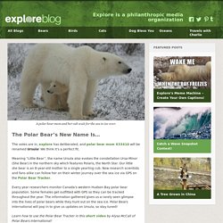 The Polar Bear’s New Name Is…