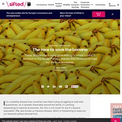 SIFTED_EU 02/07/20 The race to save the banana - Tropic Biosciences is using gene editing to create a banana resistant to the deadly Panama disease that threatens to wipe out the fruit worldwide.
