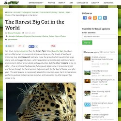 The Rarest Big Cat in the World
