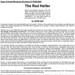 The Red Heifer