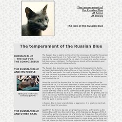 The Russian Blue cat