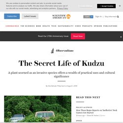 The Secret Life of Kudzu
