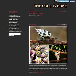 The soul is bone