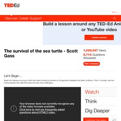 The survival of the sea turtle - Scott Gass