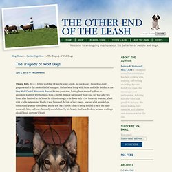 The Tragedy of Wolf Dogs » TheOtherEndoftheLeash