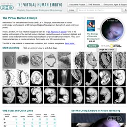 The Virtual Human Embryo