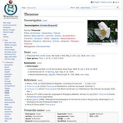 Theaceae